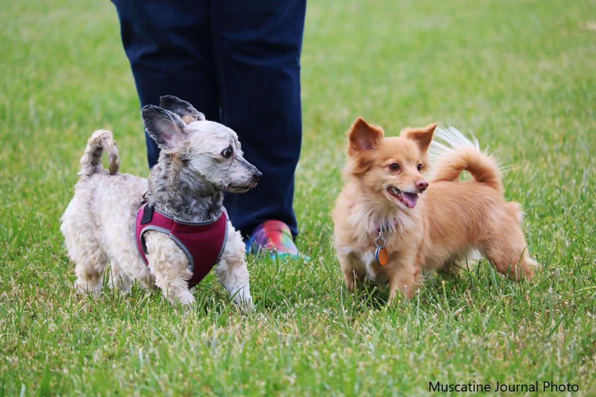 Dog Park - courtesy of Muscatine Journal (JPG)