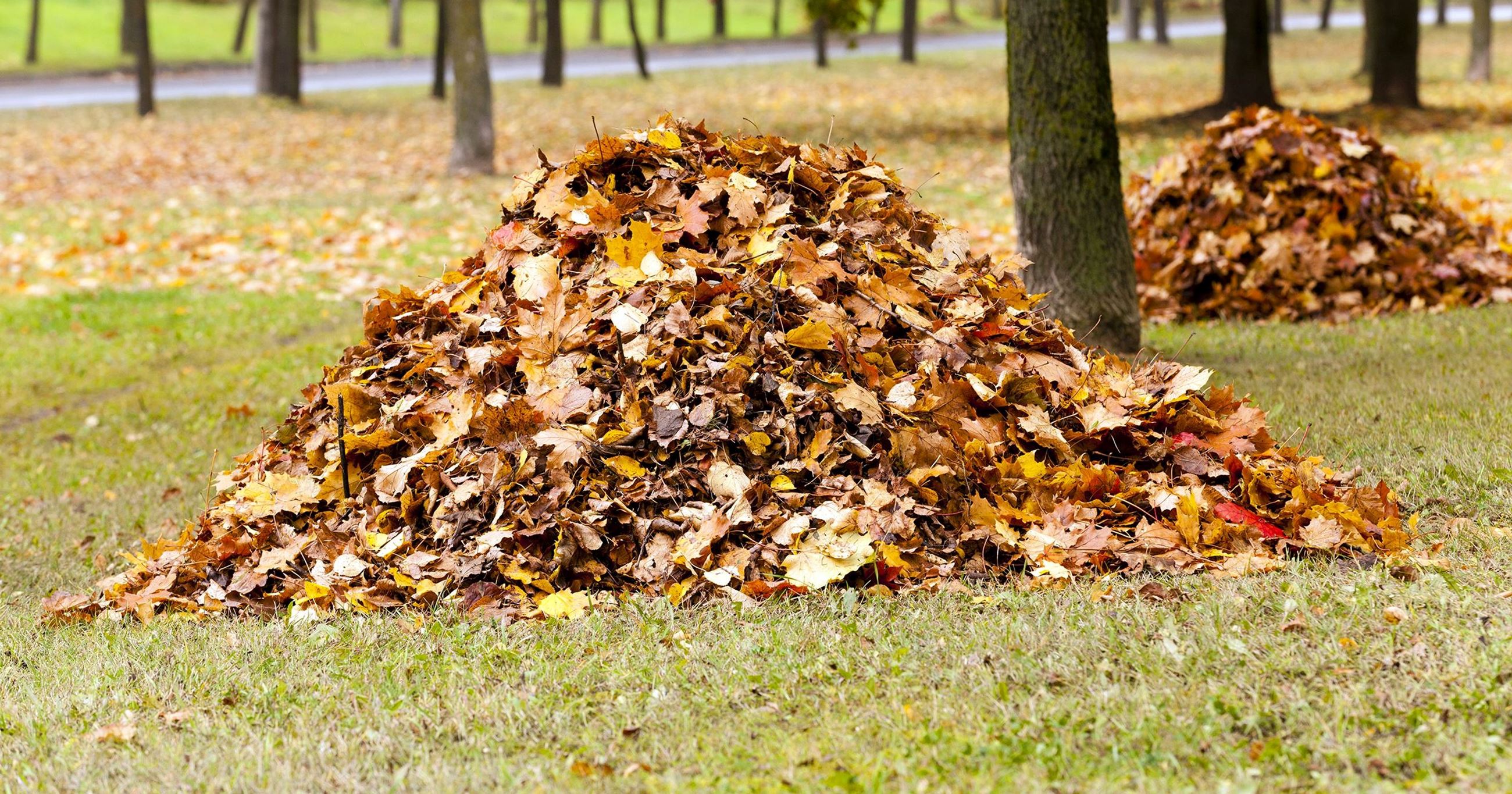 Piles of leaves in field (JPG)
