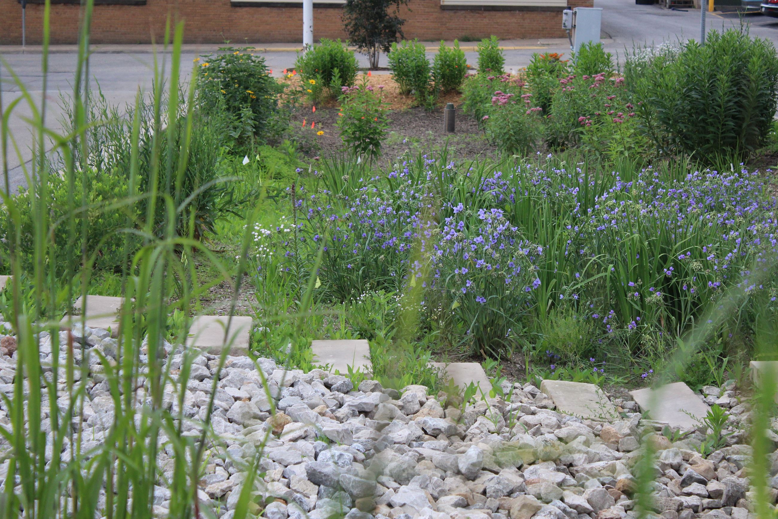 Sycamore Street bio-retention cell June 28, 2019 (JPG)