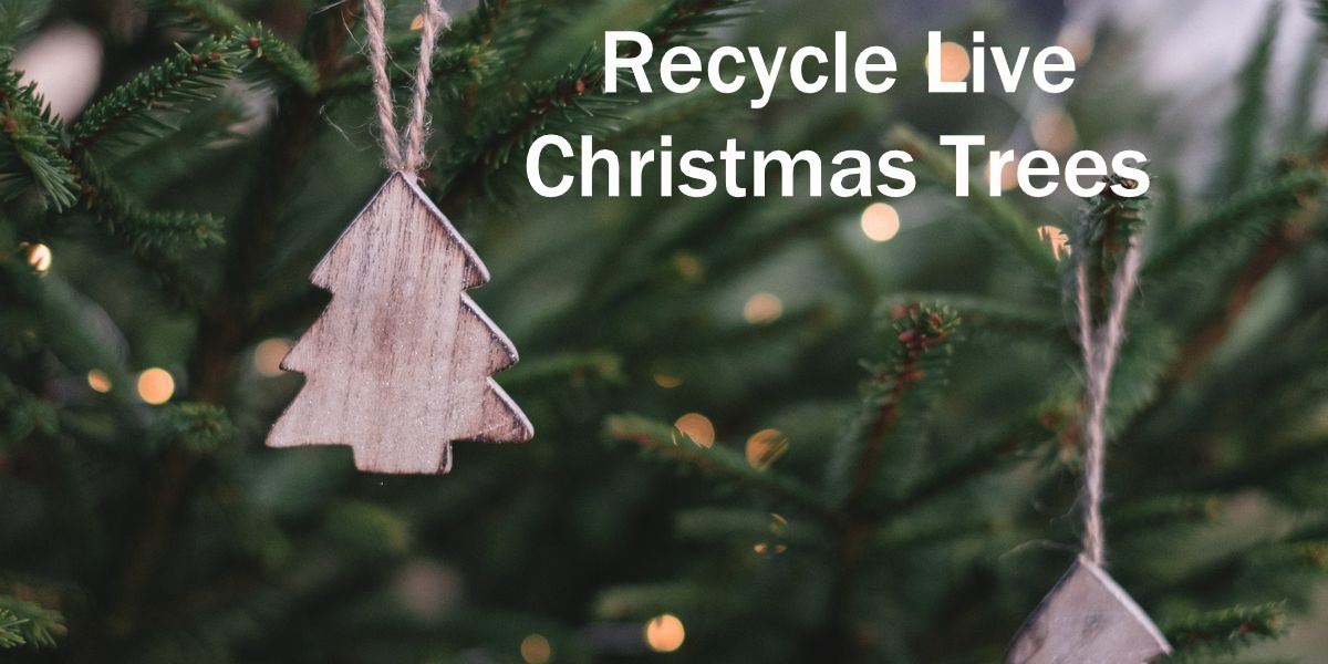 Recycling Christmas Trees (JPG)