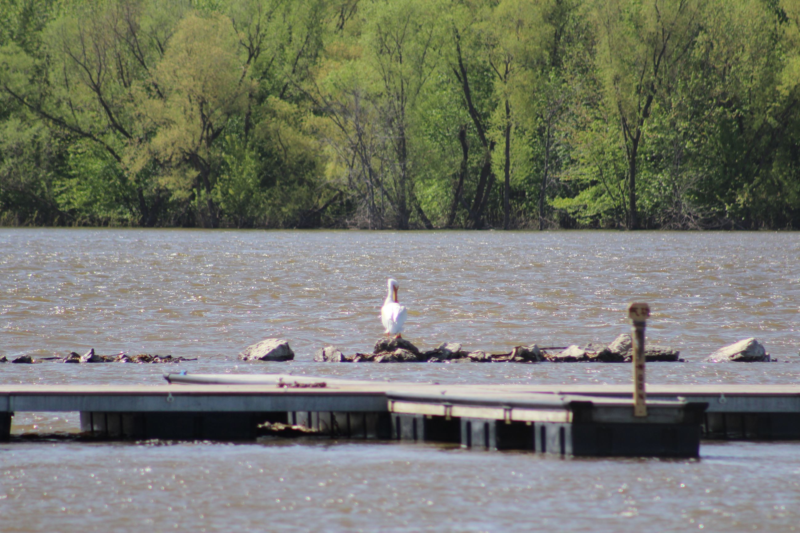 052219 Looking for lunch (JPG)