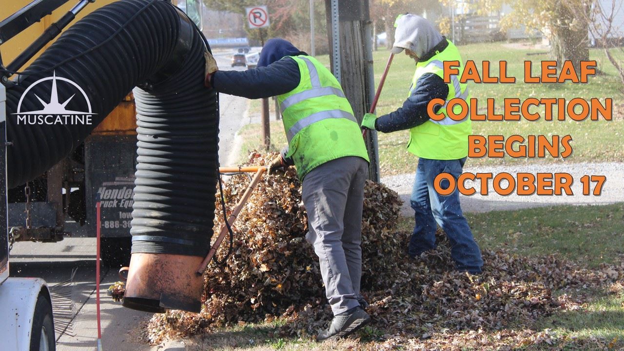 Fall Leaf Collection To Start (JPG)