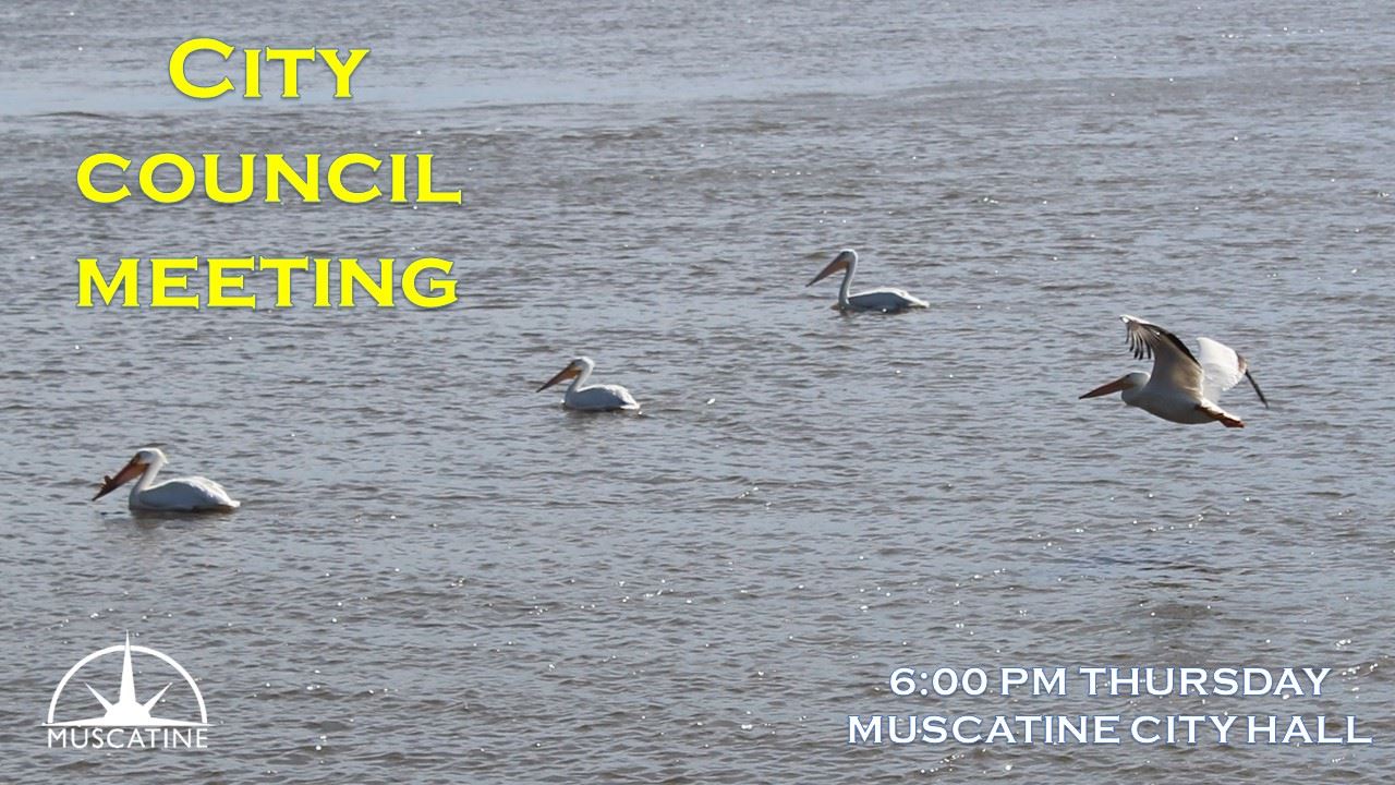 Muscatine City Council Meeting Promo featuring white pelicans on MIssissippi River (JPG) 05-01-24